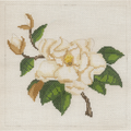 Southern Magnolia Canvas