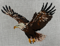 Bald Eagle Canvas