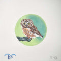 Saw Whet Owl Canvas